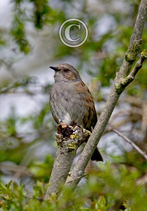 Dunnock DM0175